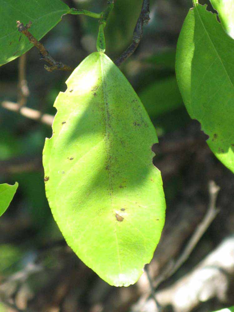              Unifoliolate leaf (Winter Haven, FL)       